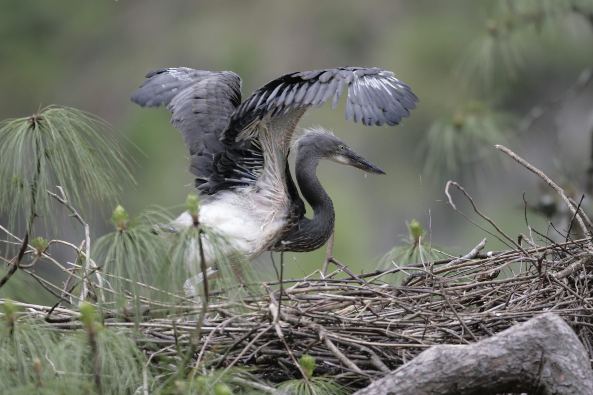 A young white-bellied heron stretches its wings on a stick nest in a pine tree.