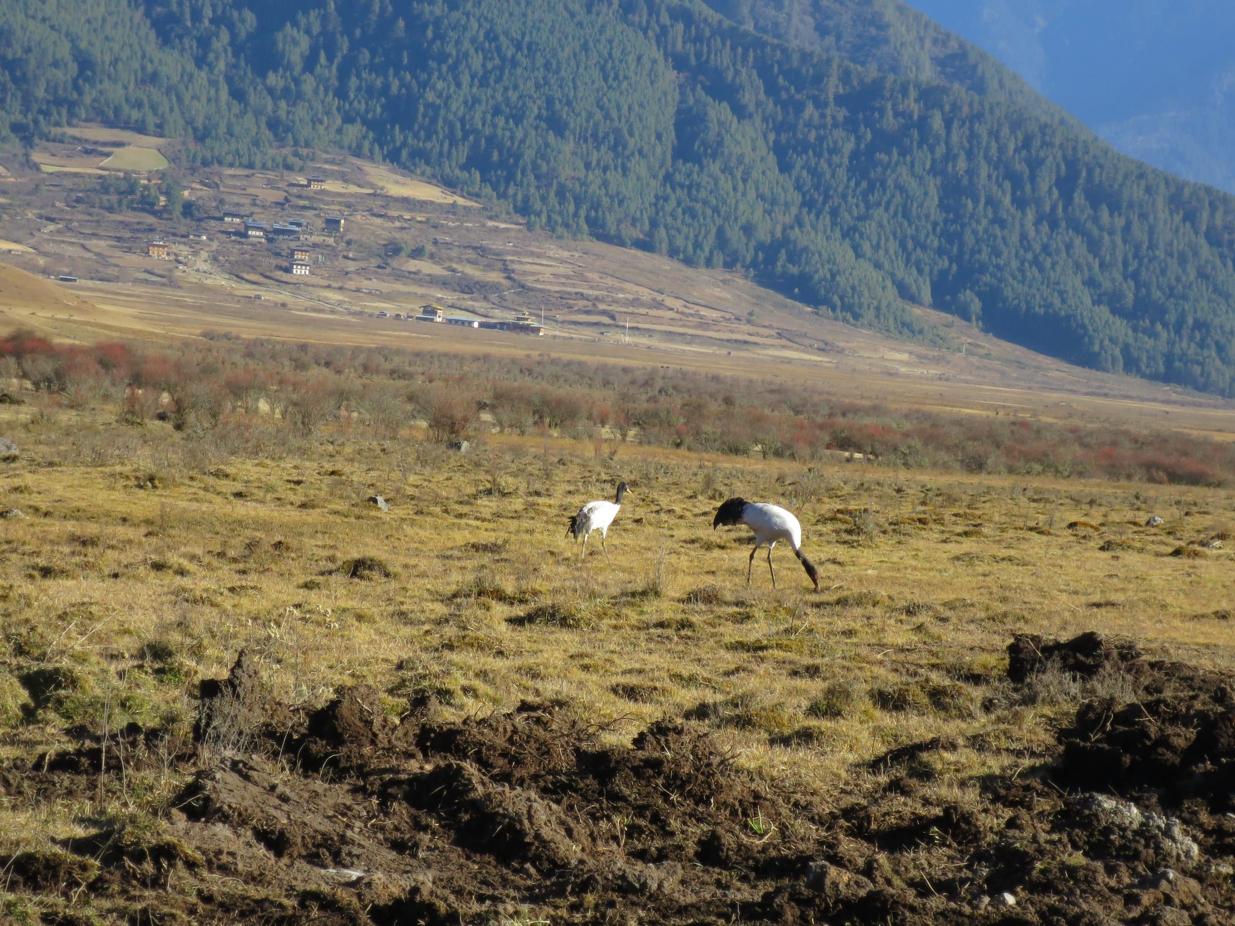 Two black-necked cranes feed on a wide grassy valley floor below forested slopes.