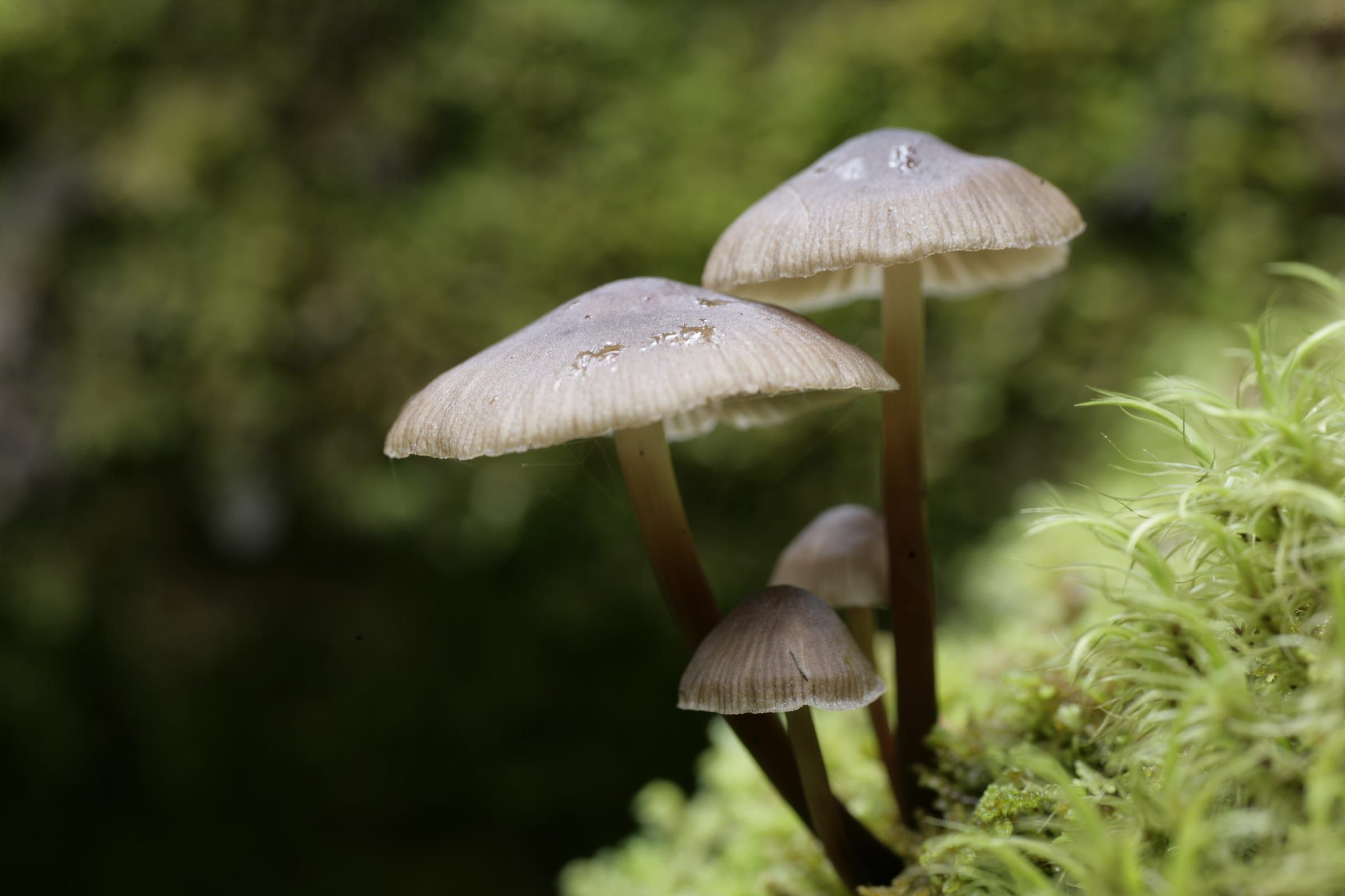 Wild mushrooms growing from moss on a forest floor.