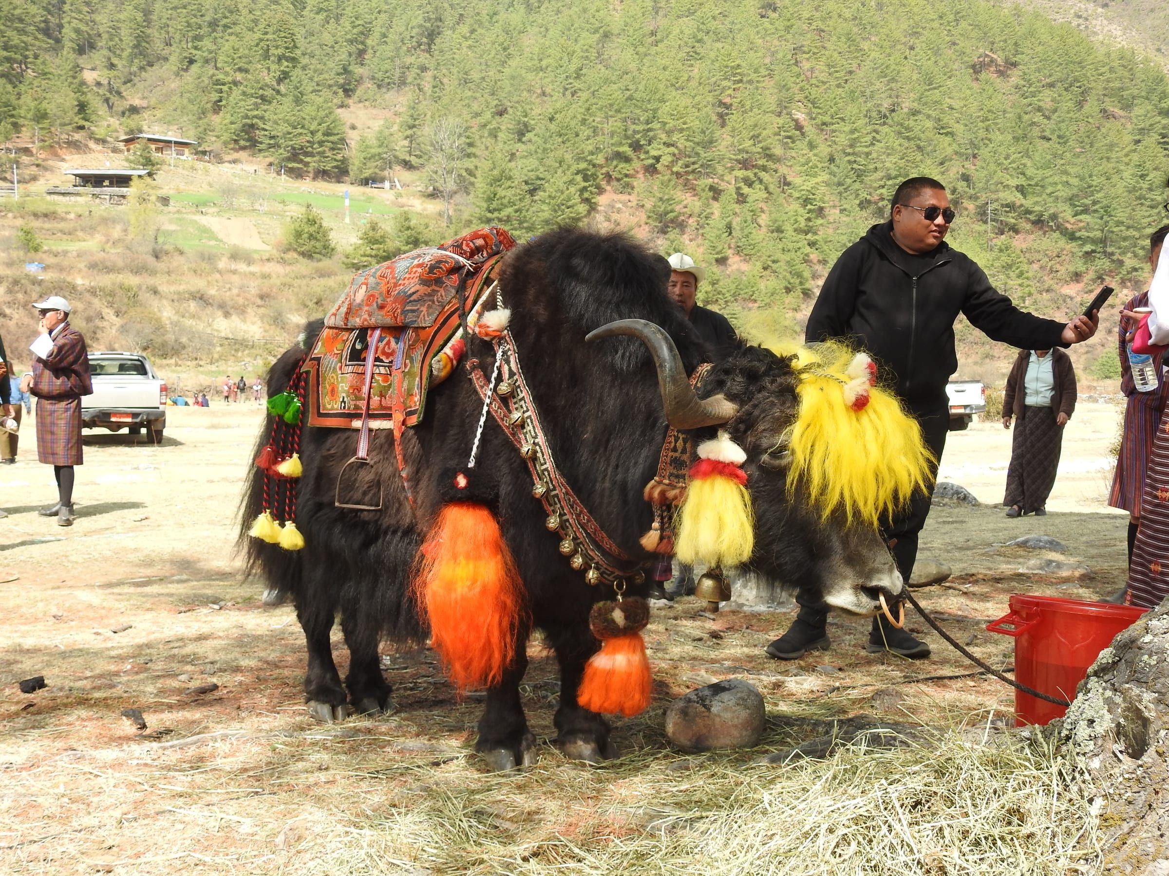 A yak in a decorated saddle with orange and yellow tassels, led by its handler.
