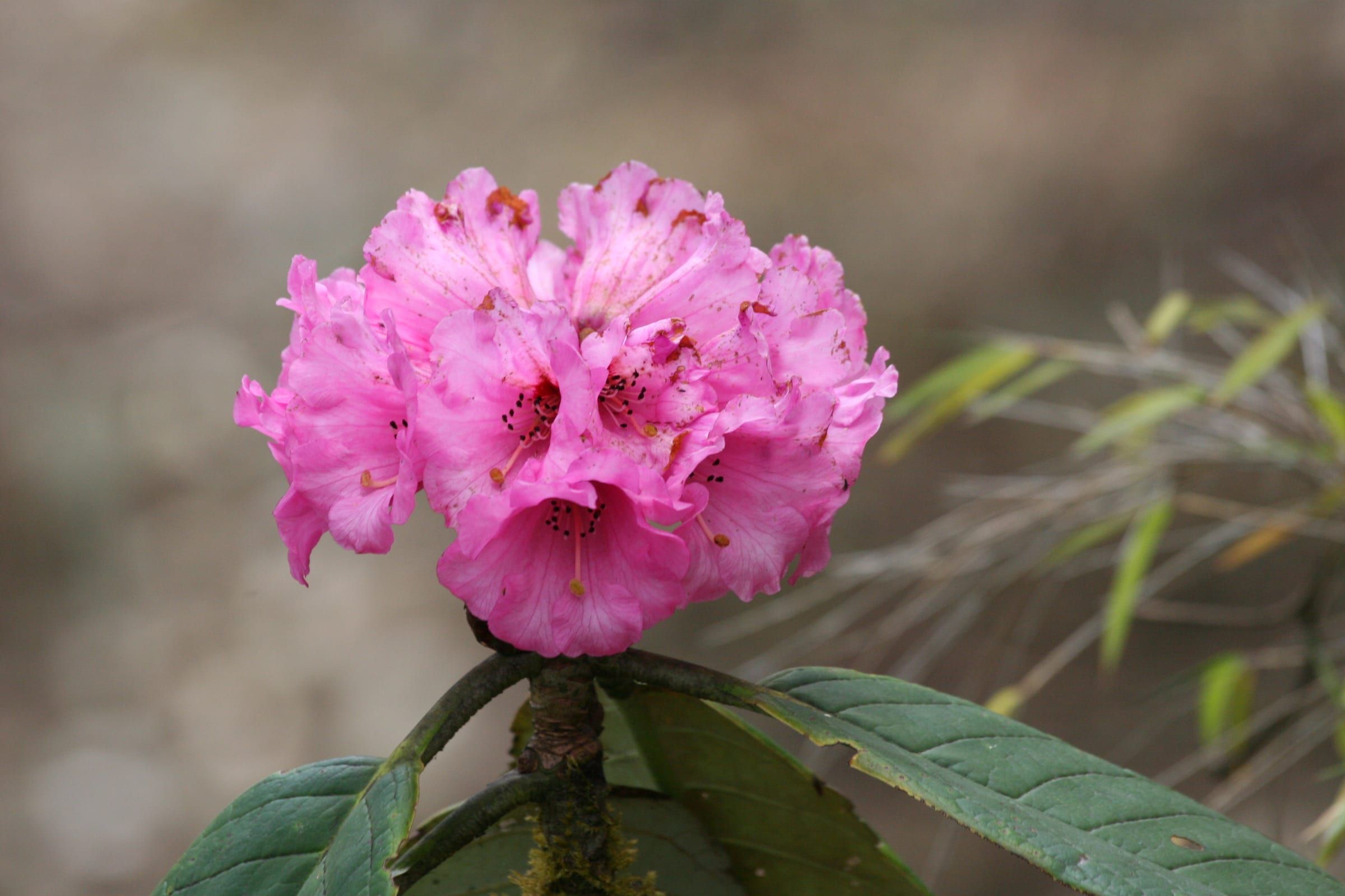 A cluster of pink rhododendron flowers among dark green leaves.